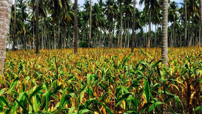 Tanaman Jagung