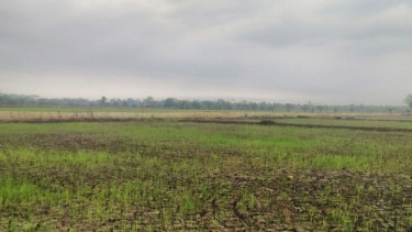 Sawah