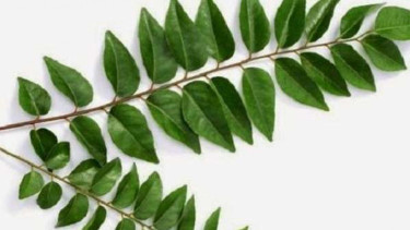Daun Koja