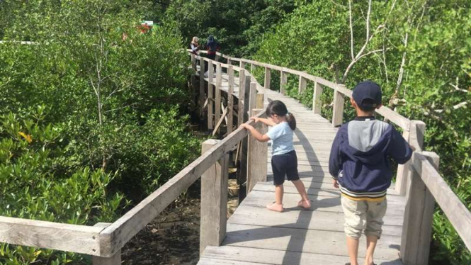 Ekowisata Hutan Mangrove di Pariaman
