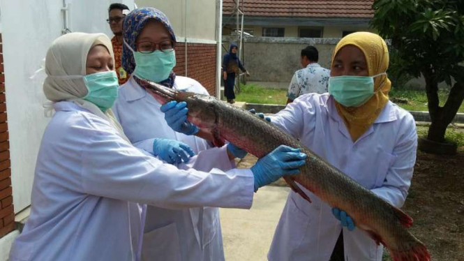 Pemusnahan terhadap belasan ekor ikan Arapaima dan jenis ikan predator lain.