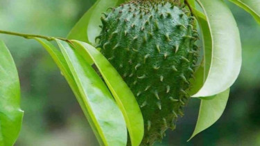 Manfaat daun sirsak