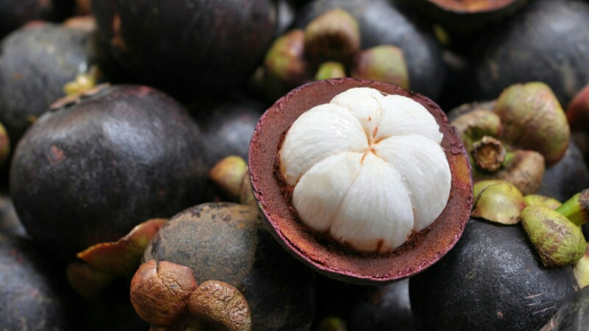 Ilustrasi buah manggis.
