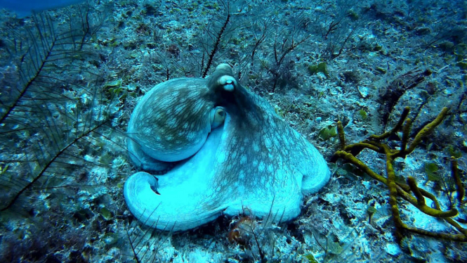 Gurita laut dalam.
