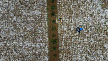 Foto udara sawah yang mengering akibat musim kemarau di Kampung Sukamanah, Kabupaten Ciamis, Jawa Barat
