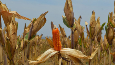 Panen Jagung