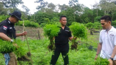 Ladang ganja di Aceh 