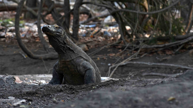 Berwisata ke Pulau Rinca, Kawasan Taman Nasional Komodo, NTT