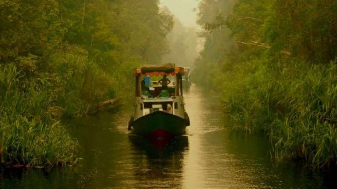 Perahu klotok menuju Tanjung Puting