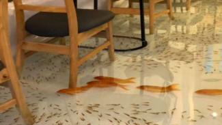 Makan di Kafe Ini, Kaki Pengunjung Bisa Bersentuhan dengan Ikan