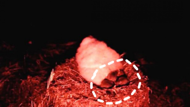 Tikus-tikus memangsa anak burung