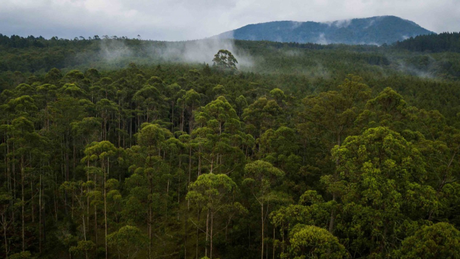 Foto udara kawasan hutan lindung di Cikole, Lembang, Kabupaten Bandung Barat, Ja