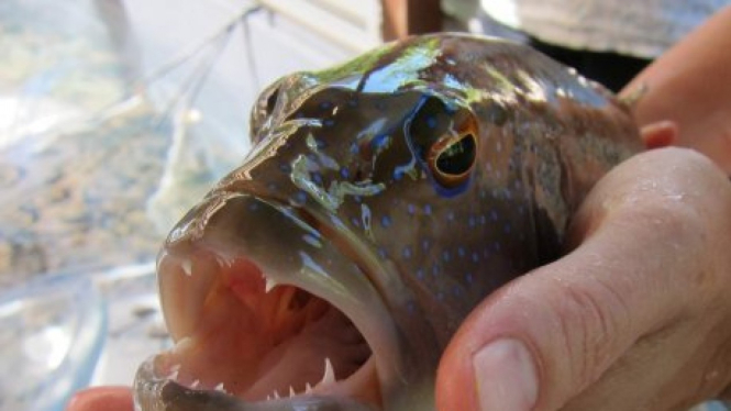 Ikan trout karang merupakan spesies ikan yang sangat populer secara komersial dan dikalangan turis pemacing di seluruh kawasan tropis Australia.