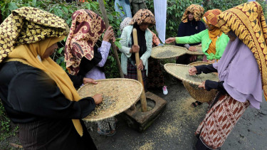 Panen Massal Kopi Gayo