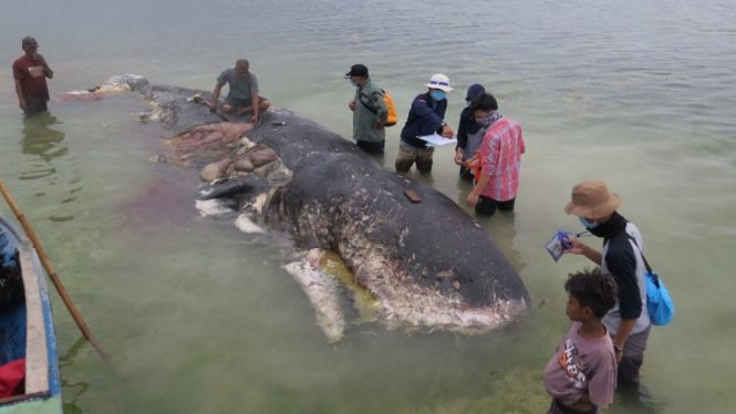 Paus Sperma terdampar di Pantai Kolowawa, Wakatobi.