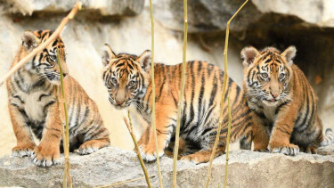 Empat bayi harimau sumatera yang lahir di Berlin, Jerman.
