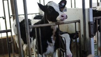 Asyik Banget, Sapi di Peternakan Ini Juga Dapat Perawatan Pedicure