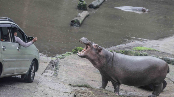 Ilustrasi Pengunjung memberi makan Kuda Nil (Hippopotamus amphibius) di Taman Safari Indonesia (TSI), Bogor, Jawa Barat