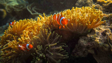 Sejumlah ikan badut (Amphiprioninae) berada di sekitar anemon (Actiniaria) yang hidup di terumbu karang di wilayah peraian konservasi Taman Nasional Karimunjawa (TNKJ), Jepara, Jawa Tengah.