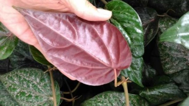Manfaat daun sirih merah