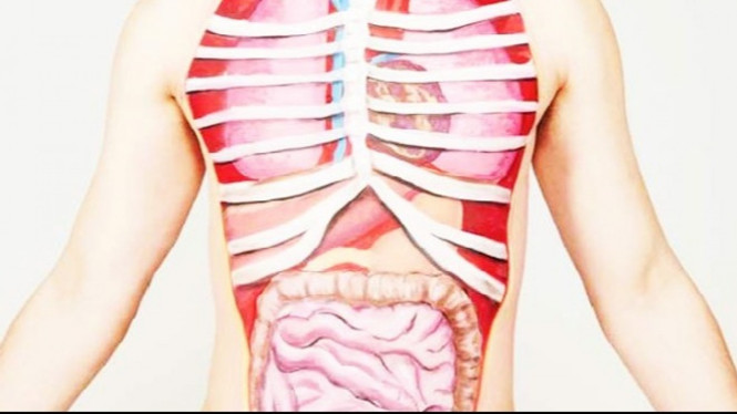 Ilustrasi organ tubuh manusia.