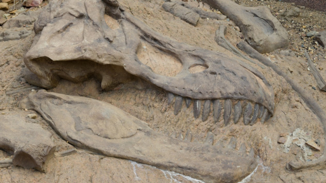 Fosil dinosaurus.