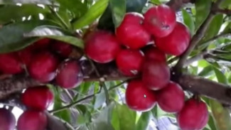 Dijuluki Buah Simalakama, Mahkota Dewa Bisa Tingkatkan Libido Pria