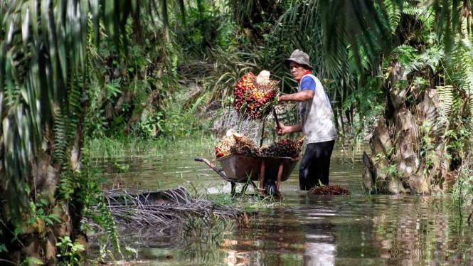 Petani kelapa sawit memanen tandan buah segar kelapa sawit di tengah banjir luapan Sungai Kampar, Riau. (Foto ilustrasi)