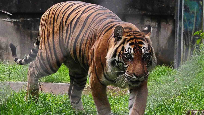 Harimau Sumatera.