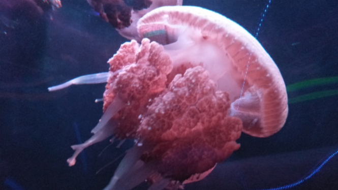Ubur-ubur di Seaworld Ancol.