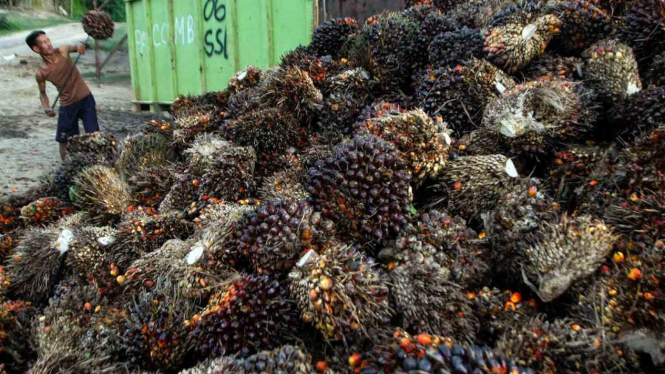 Buruh memuat tandan buah segar (TBS) kelapa sawit di areal perkebunan sawit 