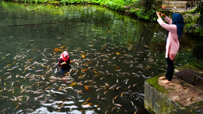 Wisatawan memberi makan ikan-ikan di mata air Umbul Senjoyo, Desa Tegalwaton, Tengaran, Kabupaten Semarang, Jawa Tengah, Jumat, 21 Desember 2018.