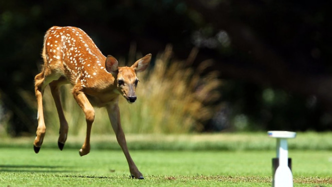 Seekor rusa kecil melompat saat pertandingan babak pertama turnamen Marathon LPGA Classic di Highland Meadows Golf Club diSylvania, Ohio, AS, Minggu, 12 Juli 2018.-Getty Images