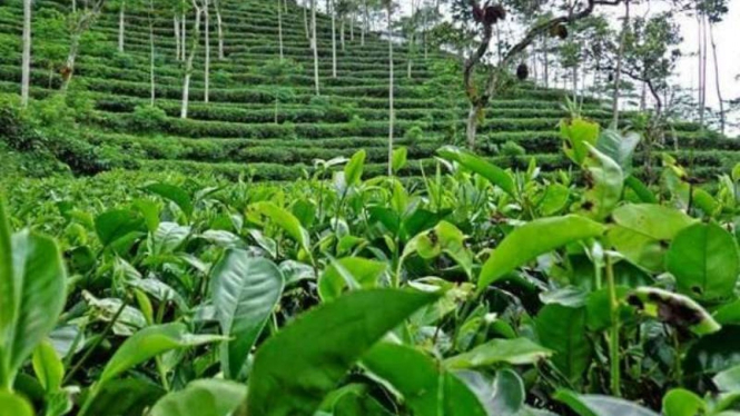 Ilustrasi kebun teh.