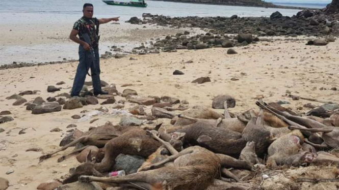 Perburuan rusa di Taman Nasional Pulau Komodo, Nusa Tenggara Timur