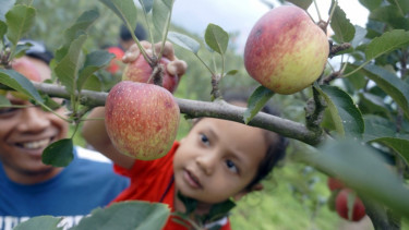 Wisata Petik Buah Apel
