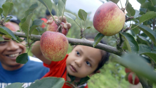 Wisata Petik Buah Apel