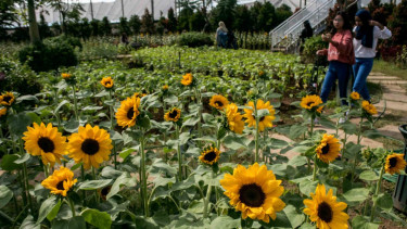 Warga menikmati wisata taman Bunga Matahari (Helianthus annuus) yang mekar di Paris Van Java Mall, Bandung, Jawa Barat, Minggu, 30 Desember 2018.