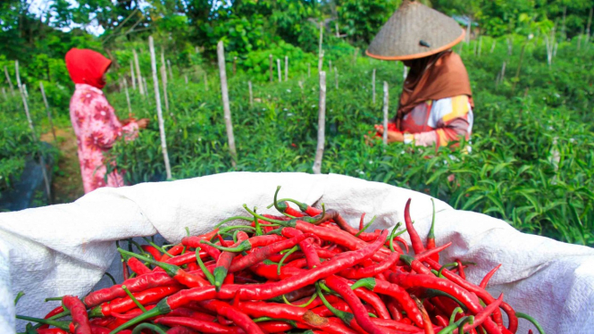 Sejumlah petani memetik cabai merah saat panen di Desa Cot Lam Pisee, Kecamatan Samatiga, Aceh Barat, Aceh