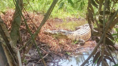 Buaya Muara di perkebunan sawit