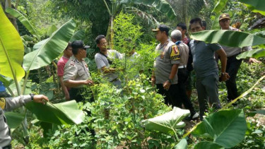 Polisi menggerebek satu kebun ganja di Desa Jenggala, Kecamatan Tanjung, Lombok Utara, Nusa Tenggara Barat, Jumat, 11 Januari 2019.
