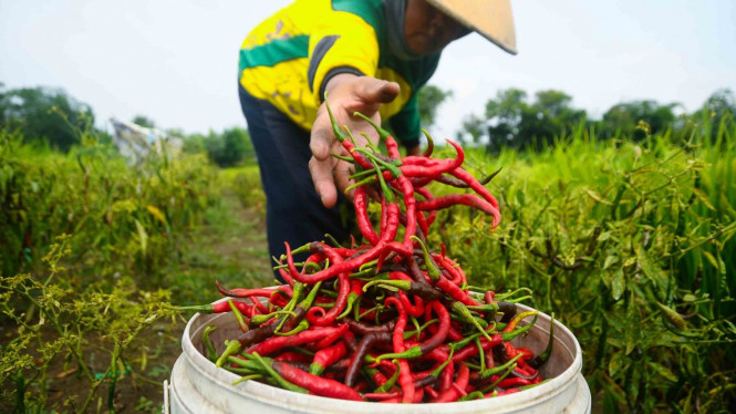 Petani memanen cabai di persawahan Desa Terkesi, Grobogan, Jawa Tengah