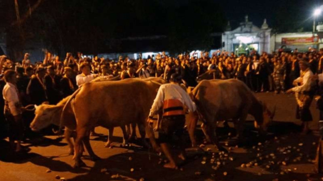 Kebo keturunan Kiai Slamet di Keraton Solo.