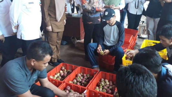 Buah Manggis