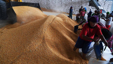 BANTUAN JAGUNG KE PETERNAK