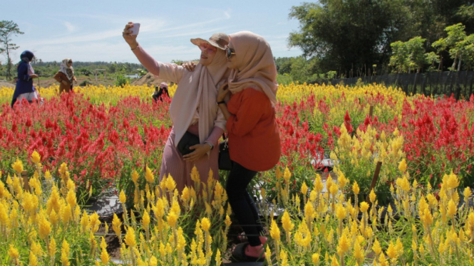Taman Bunga Celosia Garden di Aceh Jaya.