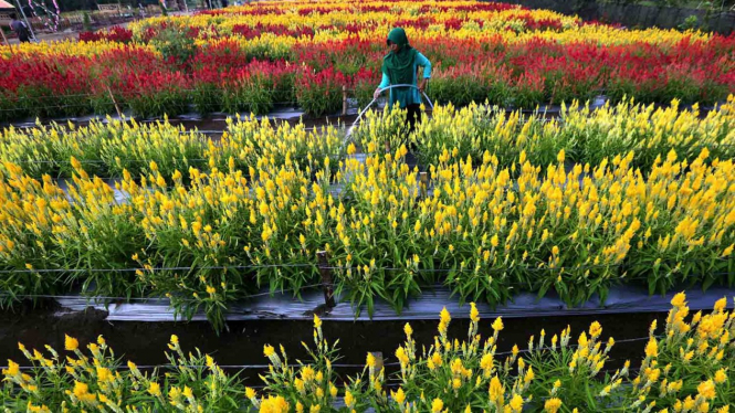 Pekerja menyiram bunga Celosia di taman ramah wisata Celosia Garden, Desa Alue Piet, Aceh Jaya, Aceh, Minggu, 27 Januari 2019.