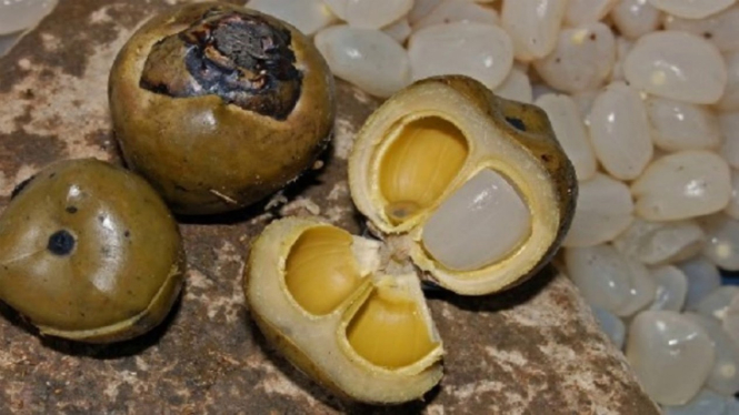 Buah lontar.
