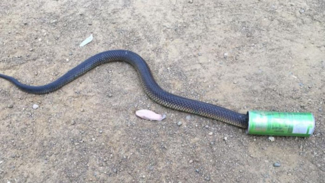 Ular copperhead terperangkap kepalanya di sebuah kaleng minuman di dekat Pantai Seven Mile Tasmania.