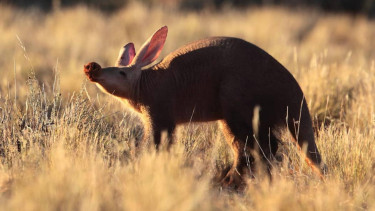 Babi tanah atau Orycteropus afer.